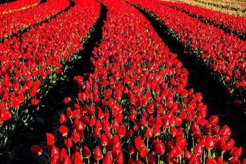 Flowering tulip fields