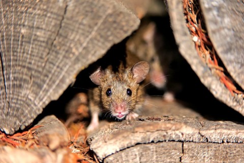 House Mouse