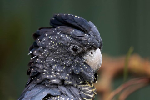 Red-Tailed Black Cockatoo
