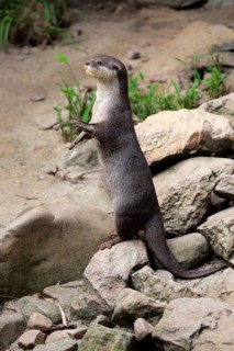 Oriental small clawed Otter