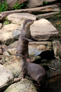 Oriental small clawed Otter