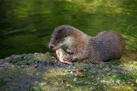 European otter