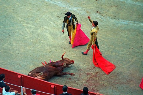 Matador waving after stabbing the bull