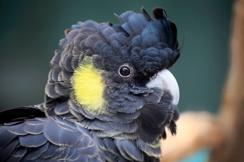 Yellow-tailed black cockatoo