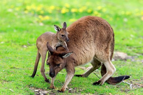 Kangaroo Island Kangaroo
