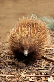 Short-billed Echidna