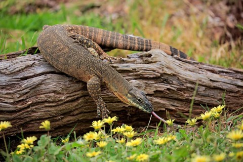 Rosenberg's Monitor