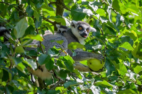 Ring-tailed lemur