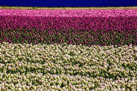 Flowering tulip fields