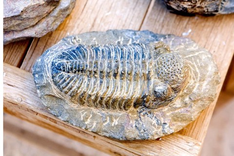 Fossils