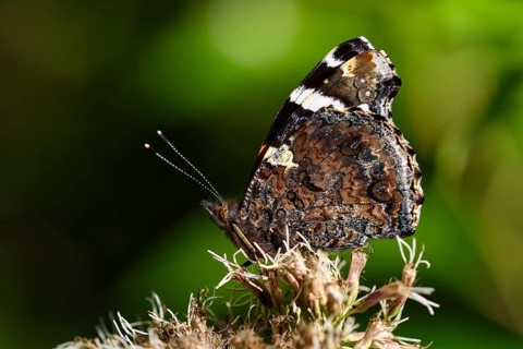 Red admiral