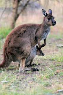 Kangaroo Island Kangaroo