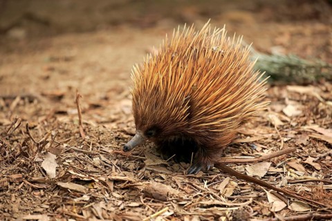 Short-billed Echidna