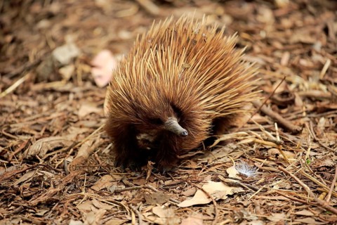 Short-billed Echidna