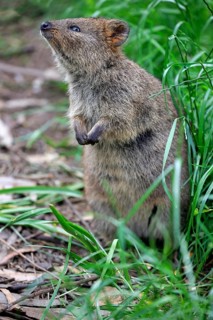 Quokka
