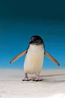 Little penguin