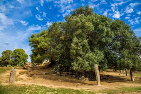 Menhir statues in the plain in front of a 1200 year old olive tree