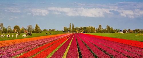 Flowering tulip fields