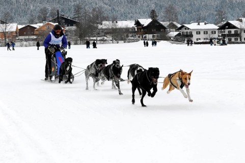 Musher with sled dog team