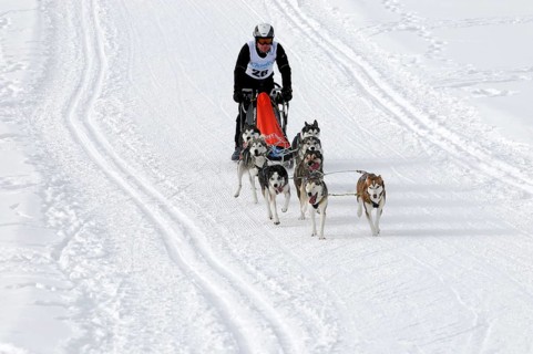 Musher with sled dog team