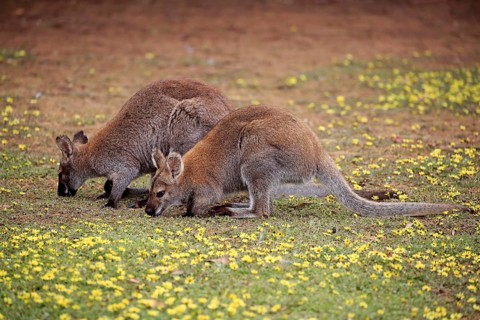 Bennett Wallaby