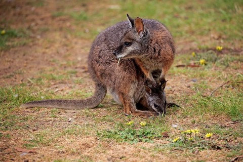 Tammar Wallaby