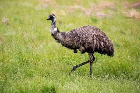 Emu
