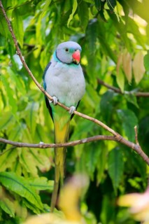 Blue-winged parakeet