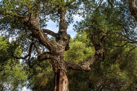 Cork oak in the archaeological site of Filitosa