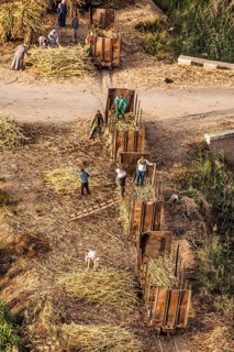 Sugar cane harvest
