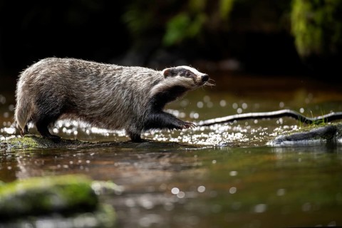 European badger