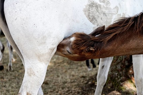 Arabian chestnut filly suckling