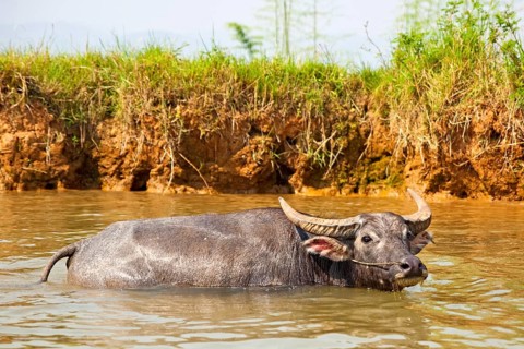 Water buffalo in the Nam Pilu River