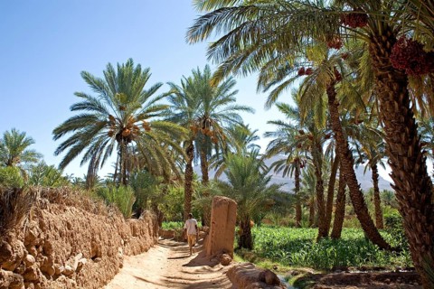 Date palms in an oasis in the Draa Valley