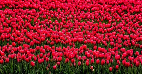Flowering tulip fields