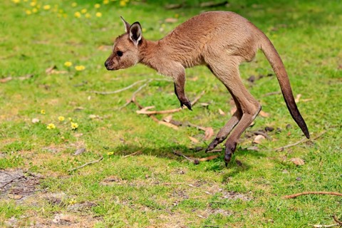 Kangaroo Island Kangaroo
