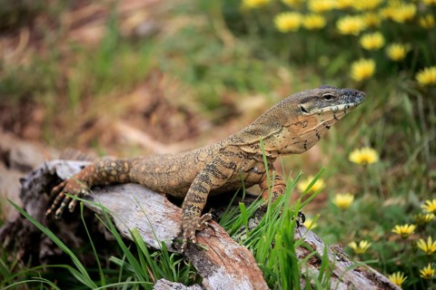 Rosenberg's Monitor