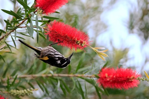 New Holland Honeyeater