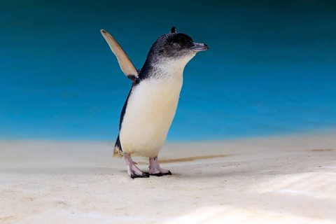 Little penguin