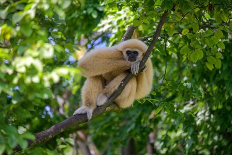 White-handed gibbon