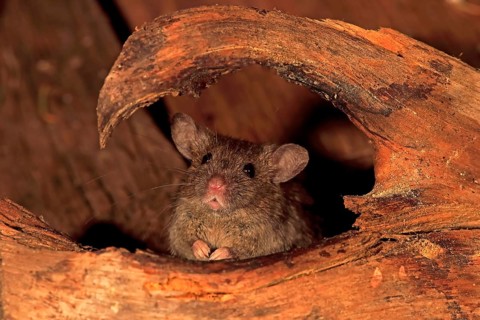 House Mouse