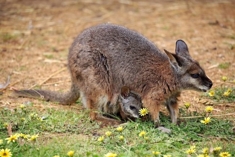 Tammar Wallaby