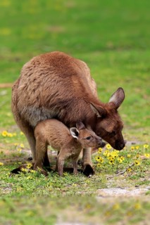 Kangaroo Island Kangaroo