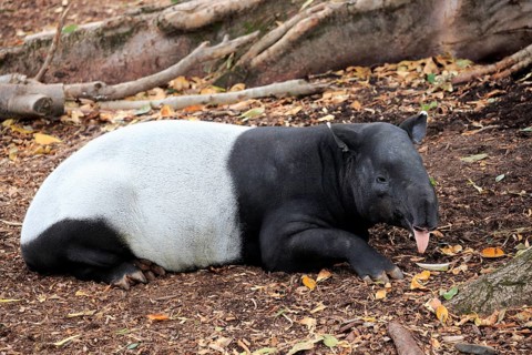 Malayan tapir