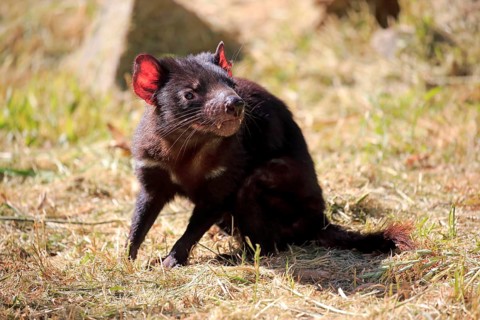 Tasmanian devil