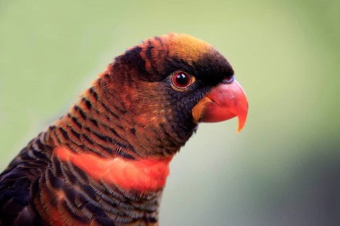 Black lorikeet