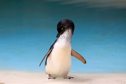 Little penguin
