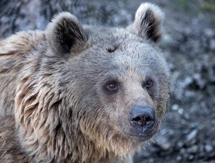 Syrian brown bear