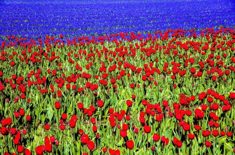 Flowering tulip fields