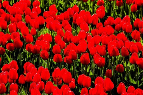 Flowering tulip fields